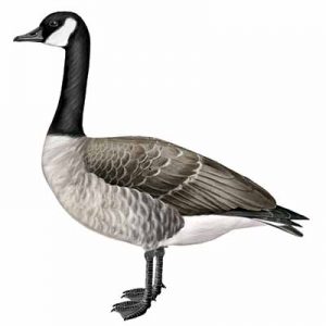 Canada Goose