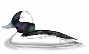 Bufflehead