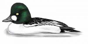 Common Goldeneye