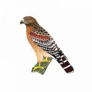 Red-shouldered Hawk