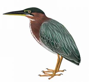 Green Heron