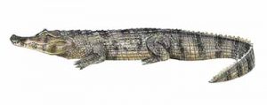 Spectacled Caiman