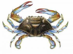 Blue Crab