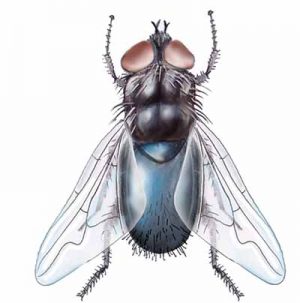 Blue Bottle Fly