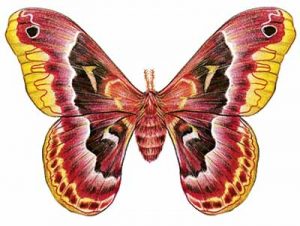 Promethea Moth