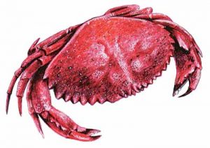 Red Crab