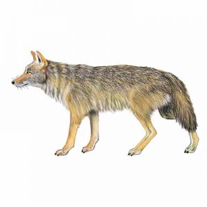 Coyote