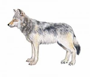 Gray Wolf