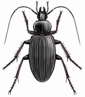 Ground Beetle