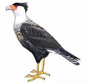 Crested Caracara