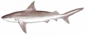 Bull Shark