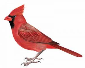 Northern Cardinal