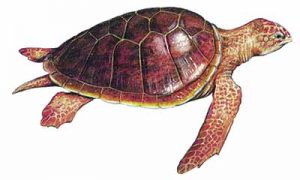 Loggerhead