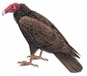 Turkey Vulture