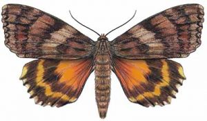 Ilia Underwing