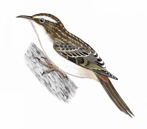 Brown Creeper