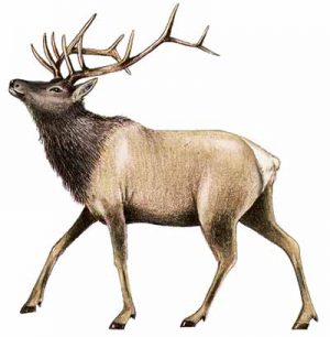 Elk