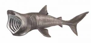 Basking Shark