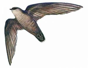 Chimney Swift