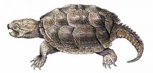 Snapping Turtle