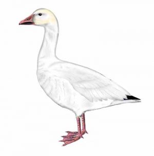 Snow Goose