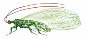 Green Lacewings