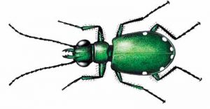 Six-spotted Tiger Beetle