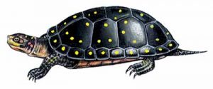 Spotted Turtle