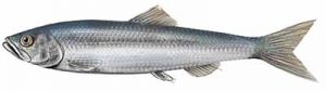 Pacific Herring