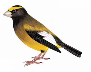 Evening Grosbeak