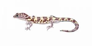 Western Banded Gecko