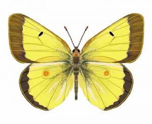 Common Sulphur aka Clouded Sulphur