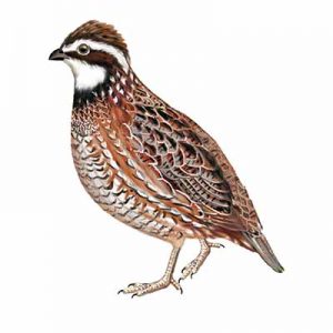 Northern Bobwhite