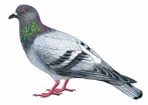 Rock Pigeon