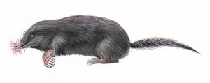 Star-nosed Mole