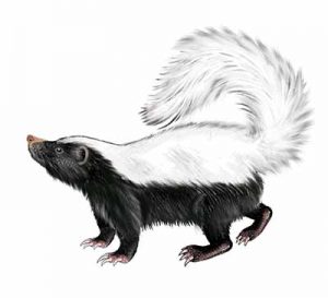 Eastern Hog-nosed Skunk