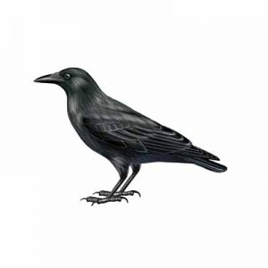 American Crow