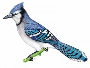 Blue Jay