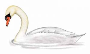 Mute Swan