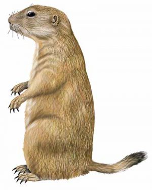 Black-tailed Prairie Dog