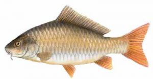 Common Carp