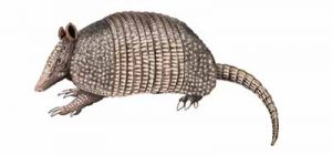 Nine-banded Armadillo