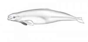 Beluga Whale