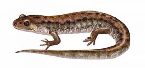 Dusky Salamander