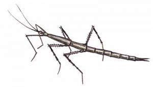 Northern Walkingstick