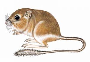 Ord’s Kangaroo Rat