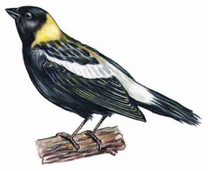 Bobolink