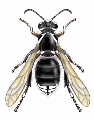 Bald Faced Hornet