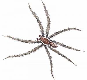 Six-spotted Fishing Spider