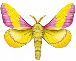 Rosy Maple Moth